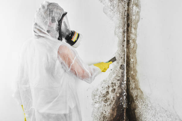 Best Mold Testing  in Brickerville, PA