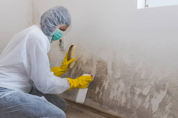 Best Mold Cleaning Services  in Brickerville, PA