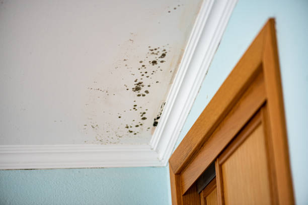 Best Black Mold Removal  in Brickerville, PA