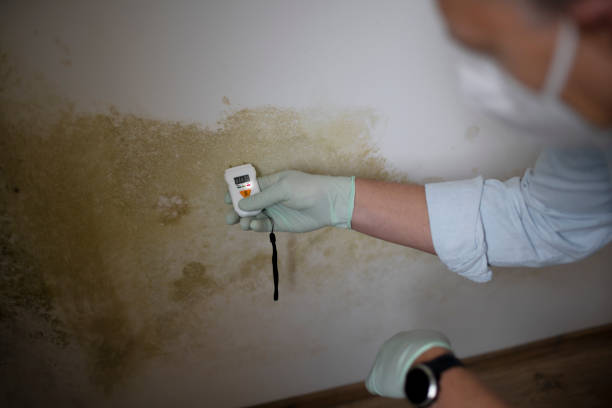 Certified Mold Removal in Brickerville, PA