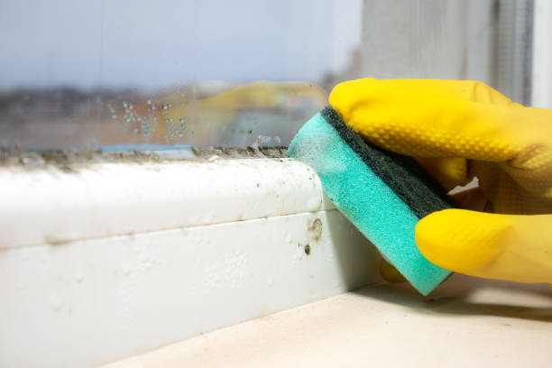 Attic Mold Removal in Brickerville, PA