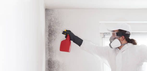 Best Mold Removal Company Near Me  in Brickerville, PA