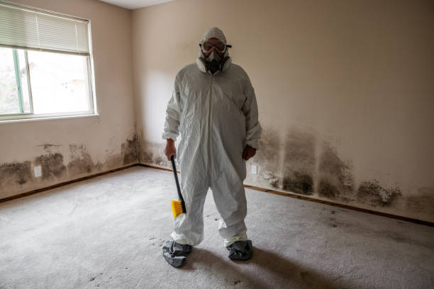 Best Mold Damage Repair  in Brickerville, PA