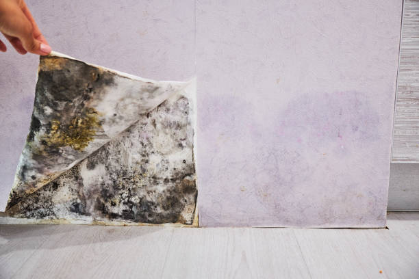 Best Affordable Mold Removal  in Brickerville, PA